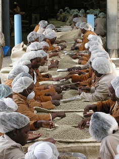 http://www.prokofe.ru/e107_images/articles/kenya/small/sorting.jpg